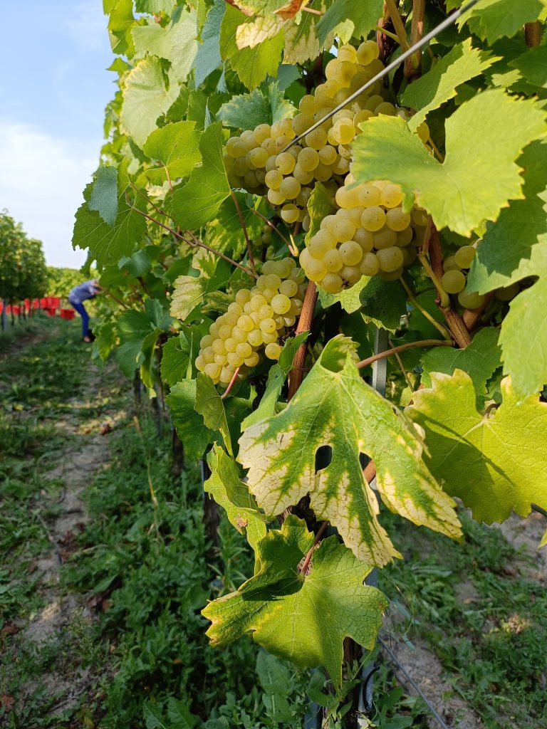 Winobranie — dojrzałe białe grona w Winnicy Amelie