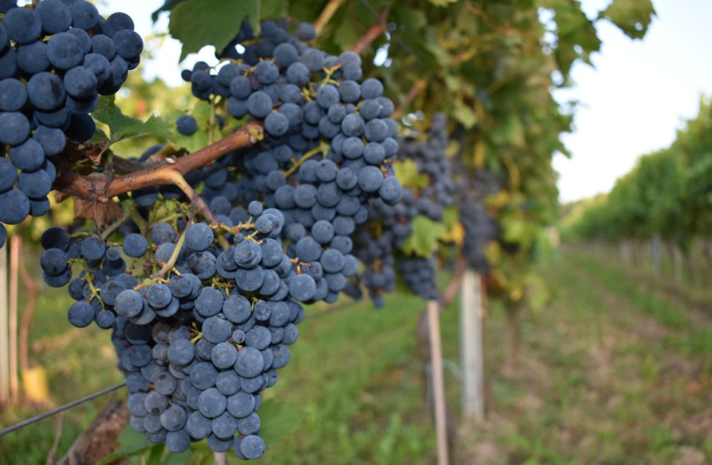 Ripening dark grapes in the Amelie vineyard