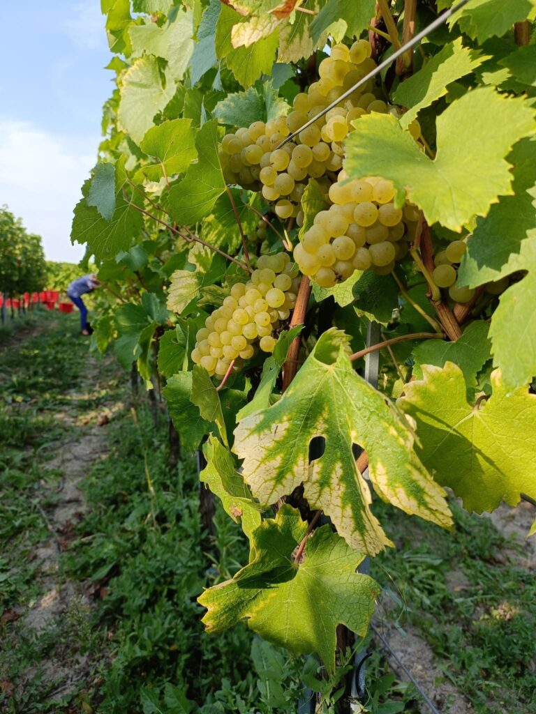Białe szczepy w Winnicy Amelie — johanniter i seyval blanc, baza polskiego pet-nata Koza 2024