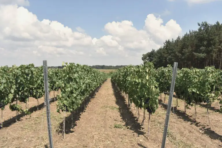 Rzędy winorośli Winnicy Amelie pod letnim niebem