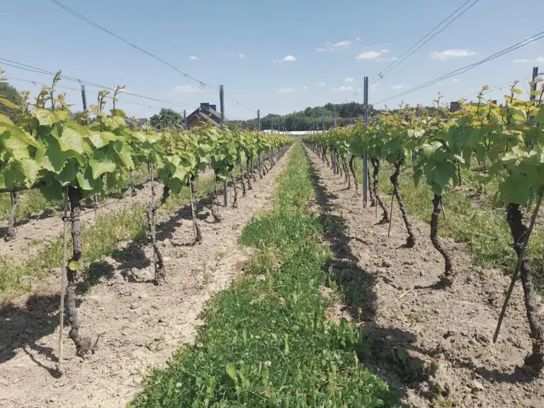 Zielone rzędy winorośli wiosną w Winnicy Amelie