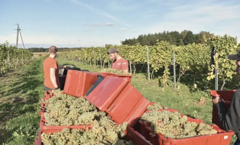 Winobranie w Winnicy Amelie — białe grona w czerwonych skrzynkach